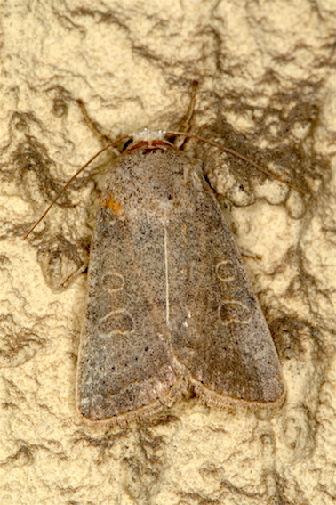 Noctuidae - Hoplodrina ambigua